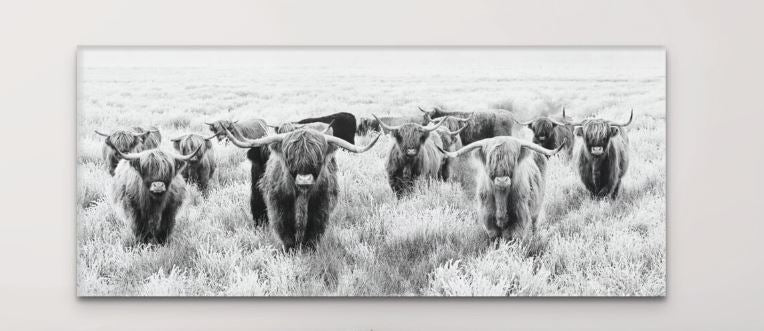 HERD OF HIGHLAND COWS FRAMED PRINT ON CANVAS - 45" x 20" x 1.5"