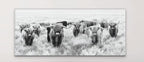 Herd Of Highland Cows On Canvas