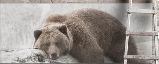 BROWN GRIZZLY BEAR SLEEPING ON A LOG FRAMED PRINT ON CANVAS - 55" X 24" X 1.5"