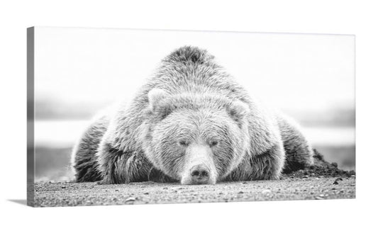 SLEEPING BEAR BLACK & WHITE FRAMED PRINT ON CANVAS - 50" X 24" X 1.5"