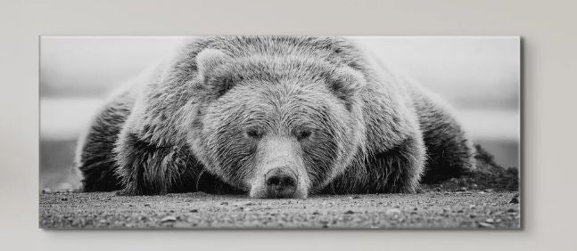 SLEEPING BEAR BLACK & WHITE FRAMED PRINT ON CANVAS - 50" X 24" X 1.5"