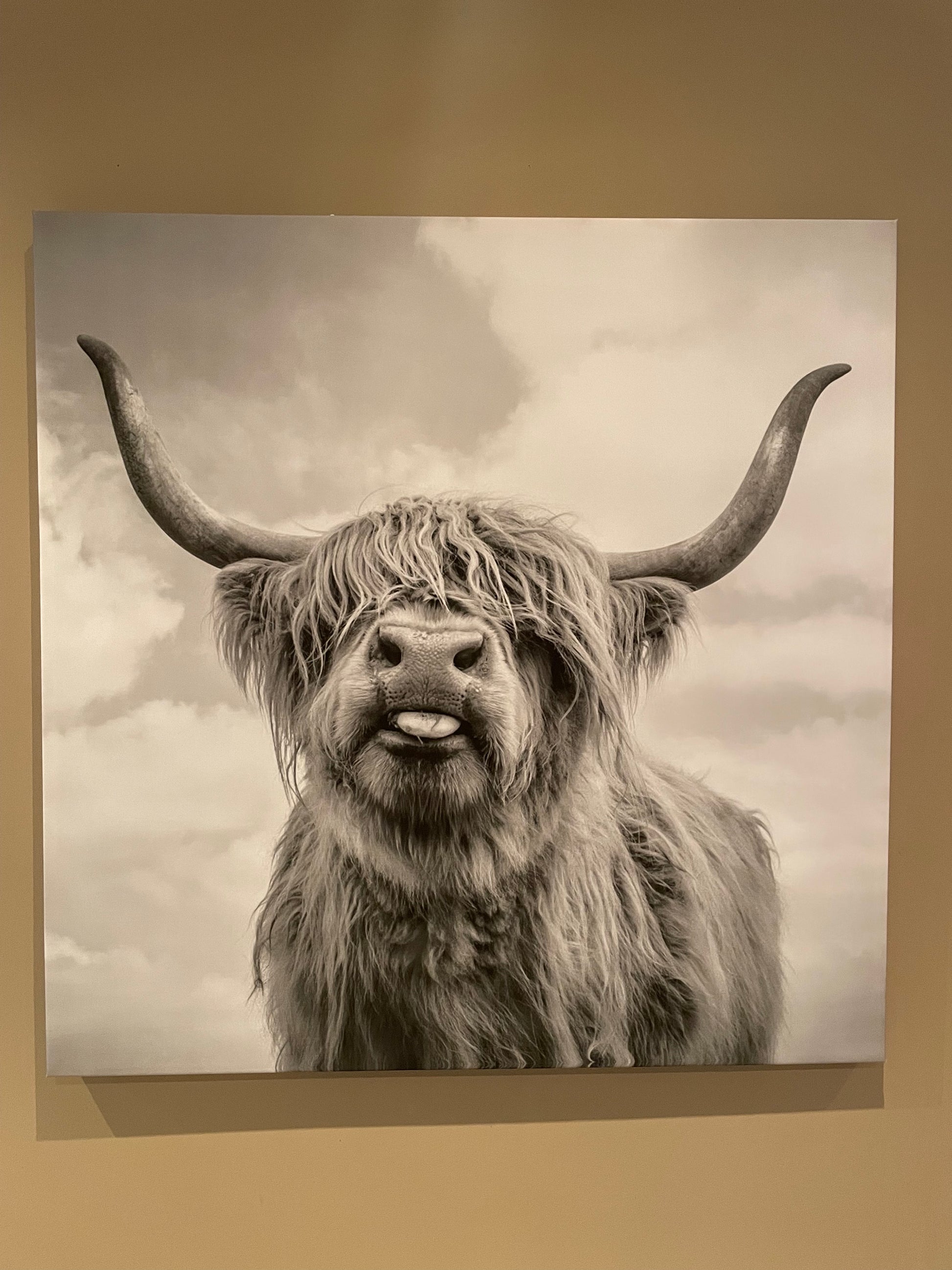 Wall Art - Highland Cow - GetSetHome Store