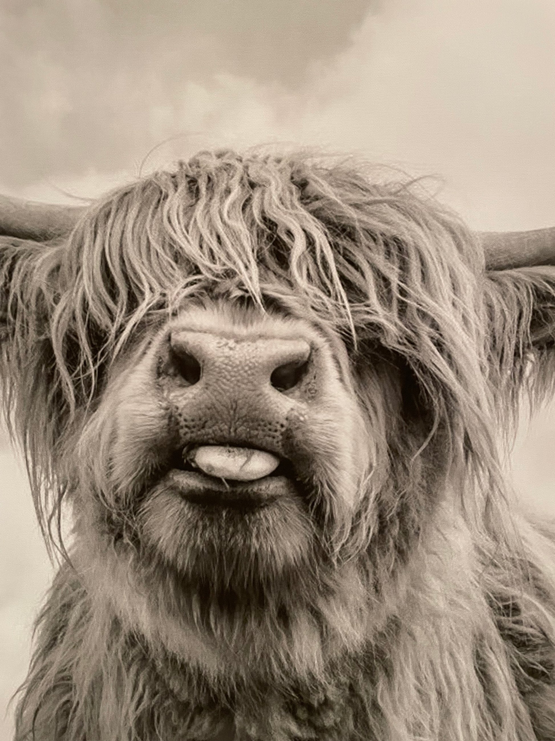 Wall Art - Highland Cow - GetSetHome Store